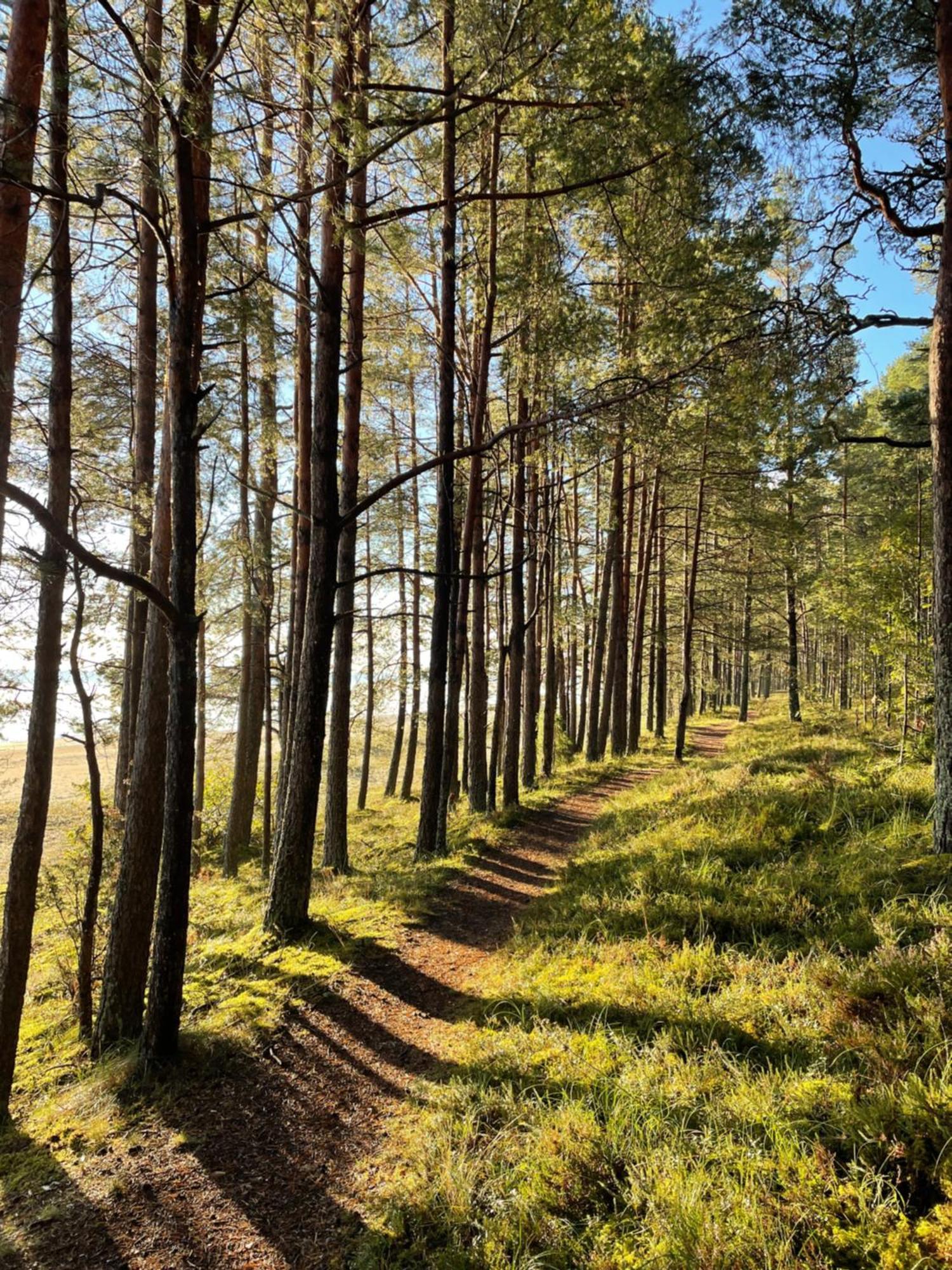 Appartamento 11 Pine View Ķesterciems Esterno foto